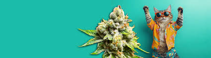 Exploring the World of Weed Seeds BC Cultivation, Care, and Compliance Exploring the World of Weed Seeds BC Cultivation, Care, and Compliance