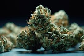 Exploring the World of Weed Seeds BC Cultivation, Care, and Compliance Exploring the World of Weed Seeds BC Cultivation, Care, and Compliance
